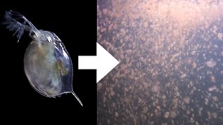 How I Culture Daphnia [upl. by Raffarty]