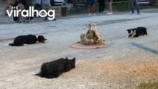 Dogs Herding Ducks  ViralHog [upl. by Iadam554]