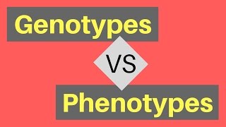 Genotype vs Phenotype  Understanding Alleles [upl. by Eimiaj]