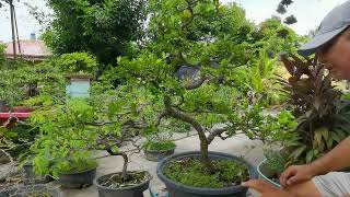 Twisting and Defoliating My Acerola Cherry Bonsai Material  Barbados Cherry  Another Acerola Video [upl. by Evelunn65]