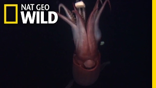 Squid The Deep Sea Devils  Deep Sea Killers [upl. by Norm]