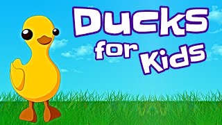 Ducks for Kids [upl. by Alios]