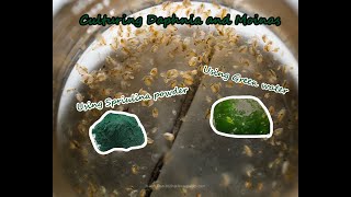 How To Culture Daphnia and Moinas using Green Water Spirulina powder [upl. by Aggri]