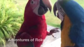 Macaws Screaming [upl. by Kumler541]