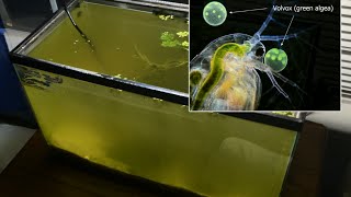 Raising Daphnia for the Freshwater Aquarium [upl. by Zebulon]