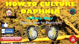 HOW TO CULTURE DAPHNIA In Easy Way [upl. by Akialam268]