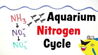 The Aquarium Nitrogen Cycle [upl. by Seuqramed239]